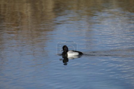 Lesser Scaup (male) (aythya affinis) swimming in a pond