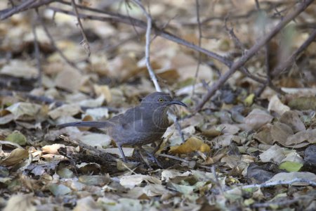 Photo for Curve-billed Thrasher (toxostoma curviroste) foraging in some dry leaves - Royalty Free Image