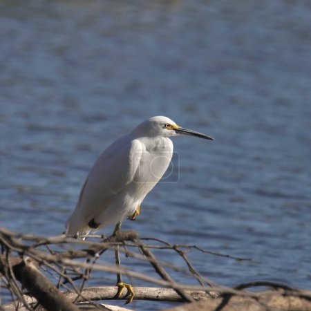 Snowy Egret (egretta thula) perched on a branch overhanging a pond