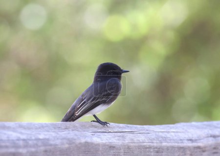 Black Phoebe (sayornis nigricans) perched on a wooden fence