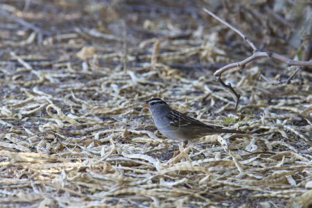 White-crowned Sparrow (zonotrichia leucophrys) foraging among some dry leaves