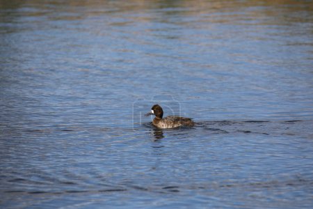 Téléchargez les photos : Petit Fuligule (femelle) (aythya affinis) nageant dans un étang - en image libre de droit