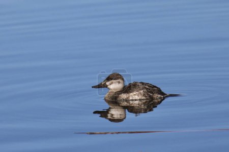 Ruddy Duck (female) (oxjura jamaicensis) swimming in some clear blue water