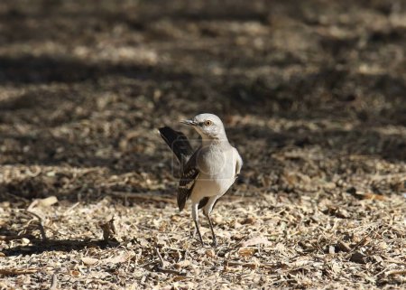 Northern Mockingbird (mimus polyglottos) perched on the ground