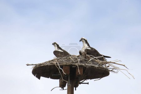 Dos Osprey (pandion haliaetus) posados en un nido de plataforma