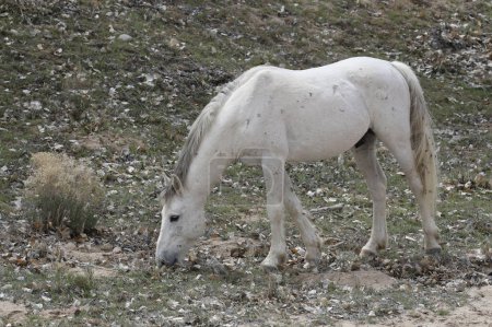 Caballo salvaje (equus ferus caballus) forrajeando en pasto escaso
