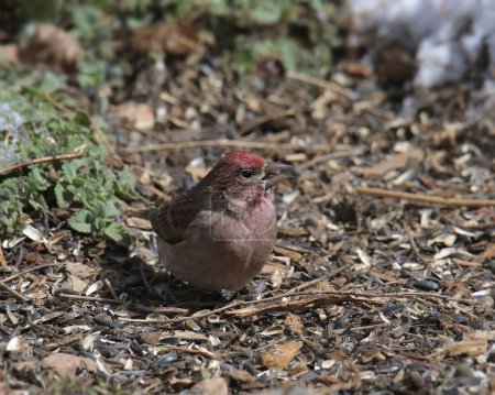 Cassin 's Finch (macho) (haemorhous cassini) mirando hacia arriba desde su posición en el suelo