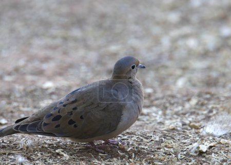 Closeup of a Mourning Dove (zenaida macroura) 
