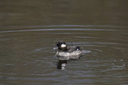 Büffelkopf (weiblich) (bucephala albeola) schwimmt in einem Teich