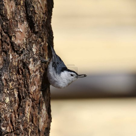White-breasted Nuthatch (sitta carolinensis) scurrying down a big tree trunk