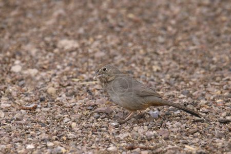 Canyon Towhee (melozone fusca) foraging in some gravel