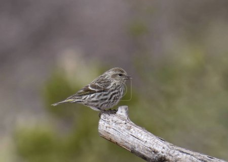 Pine Siskin (spinus pinus) perched on the end of a branch