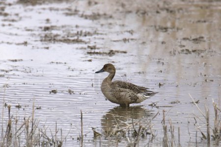 Northern Pintail (female) (anas acuta) standing in a messy pond