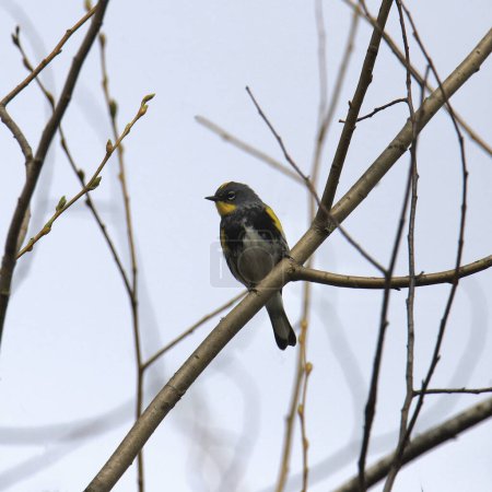Paruline polyglotte (Audubon's) (setophaga coronata) perchée dans un arbre sans feuilles