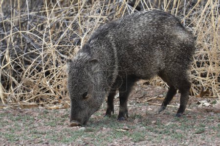 Javelina (immature) (collared peccary) grazing in some grass
