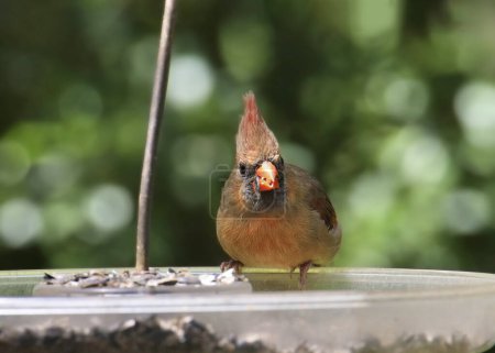 Northern Cardinal (female) (cardinalis cardinalis) eating from a bird feeder