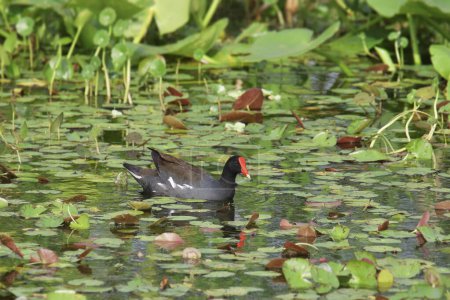 Common Gallinule (gallinula galeata) swimming in a pond full of lily pads