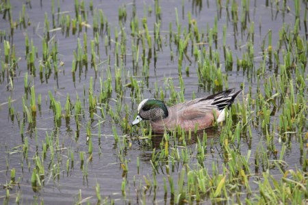 Téléchargez les photos : Wigeon d'Amérique (mâle) (anas americana) nageant dans un étang herbeux - en image libre de droit
