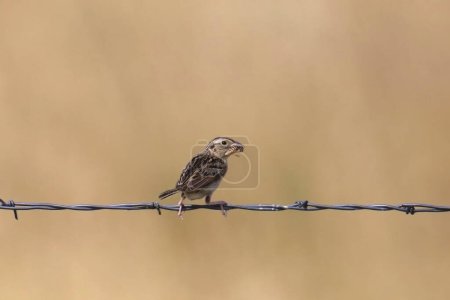 Grasshopper Sparrow (ammodramus savannarum) perched on a strand of barbed wire with a big insect in it's beak