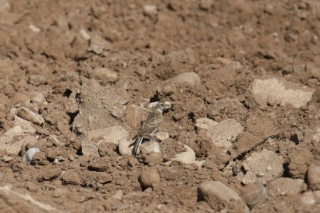 Téléchargez les photos : Alouette hausse-col (juvénile) (eremophila alpestris) perchée sur un champ en jachère - en image libre de droit