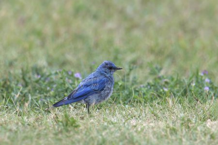 Mountain Bluebird (männlich) (sialia currucoides) hockt im Gras