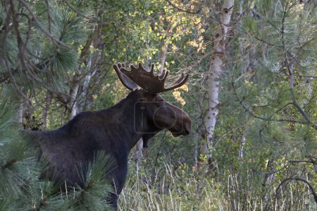Bull Moose (alces shiras) de pie en el borde de un bosque