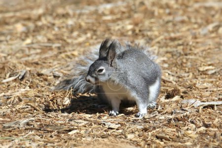 Abert's Squirrel (sciurus aberti) foraging on the ground