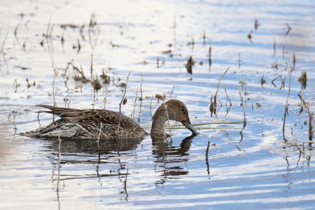 Northern Pintail (female) (anas acuta) swimming in a messy pond