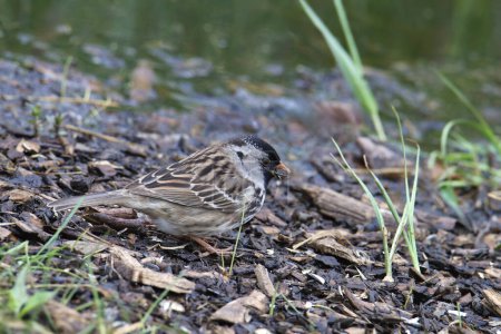 Harris's Sparrow (zonotrichia querula) foraging at the edge of a puddle