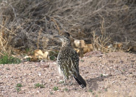 Greater Roadrunner (geococcyx californianus) looking back from it's perched on the ground