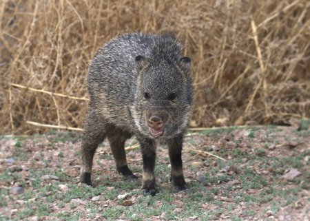 Javelina (juvenile) (collared peccary) with it's snout open
