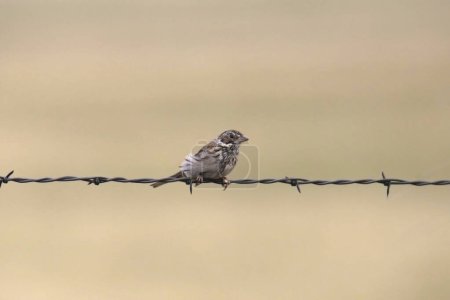 Vesper Sparrow (pooecetes gramineus) perched on a strand of barbed wire