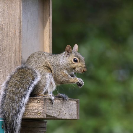Eastern Gray Squirrel (sciurus carolinensis) sitting at a squirrel feeder