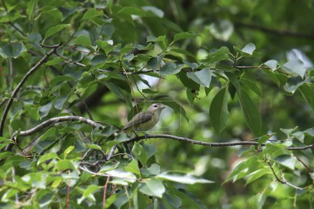 Torbellino Vireo (vireo gilvus) encaramado en un árbol frondoso