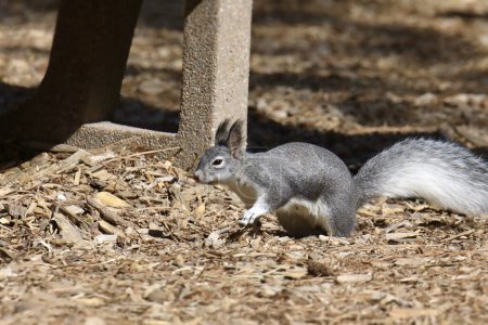 Abert's Squirrel (sciurus aberti) foraging in some wood chips