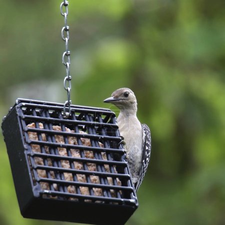 Red-bellied Woodpecker (immature) (melanerpes carolinus) eating from a suet basket