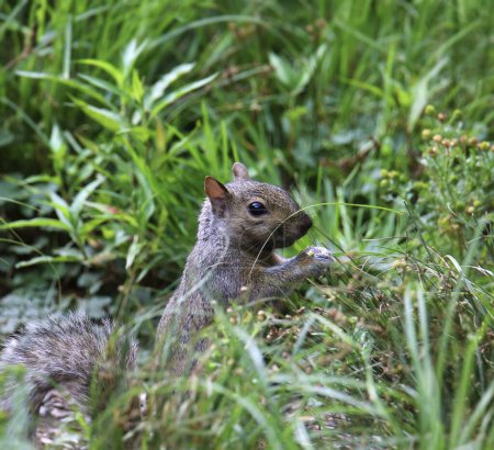 Eastern Gray Squirrel (sciurus carolinensis) foraging in some tall grass