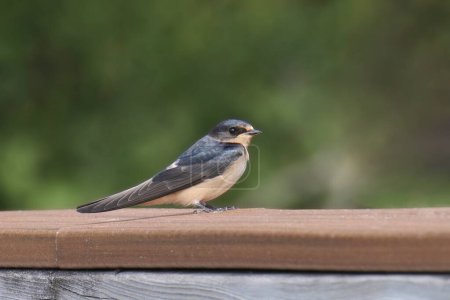 Barn Swallow (hirundo rustica) perched on a wooden railing