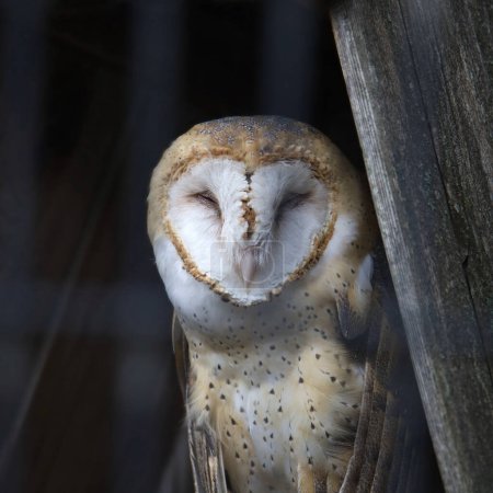Barn Owl (tyto alba) in a rehabilitation center