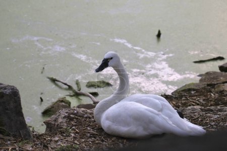 Tundra Swan (cygnus columbianus) sitting at the edge of a pond