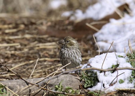 Cassin 's Finch (Weibchen) (hämorhous cassini) auf Nahrungssuche auf dem Boden neben einem Stück Schnee