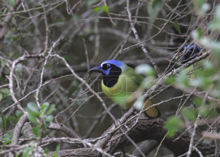 Green Jay (cyanocorax luxuosus) perched in a tangle of branches