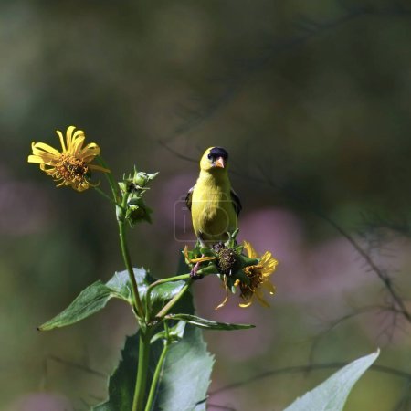 Goldfinch americano (macho) (spinus tristis) festejando en una flor de color amarillo brillante