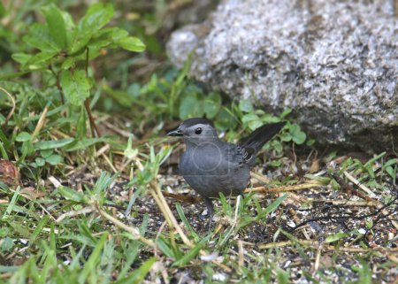 Gray Catbird (dumetella carolinensis) foraging on the ground