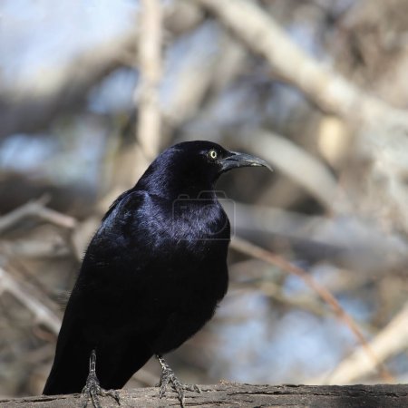 Closeup of a Great-tailed Grackle (male) (quiscalus mexicanus) 