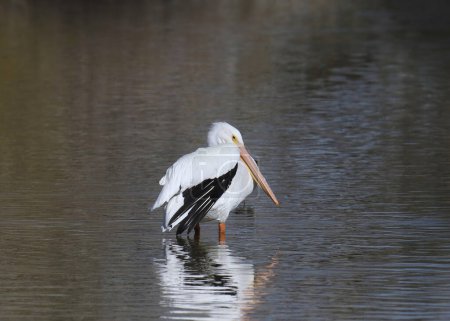 American White Pelican (pelecanus erythrothynchos) standing in shallow water