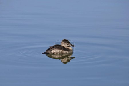 Photo for Ruddy Duck (female) (oxjura jamaicensis) swimming in a pond - Royalty Free Image