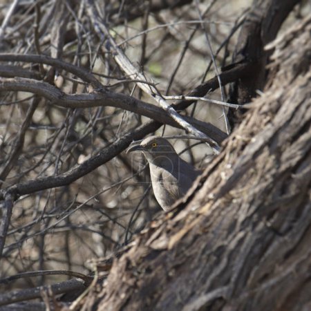 Thrasher de pico curvo (toxostoma curviroste) mirando desde su percha en el tronco de un árbol caído