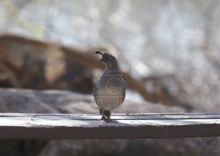 Gambel's Quail (female) (callipepla gambelii) perched on a wooden picnic table