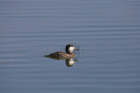 Ruddy Duck (male, nonbreeding) (oxyura jamaicensis) swimming in pond